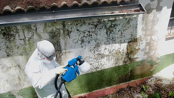 Trusted Attic Mold Removal service in Locust Hill, VA - Cheap Mold Removal